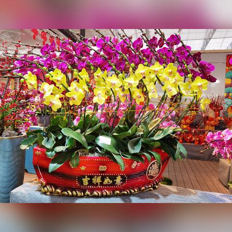 广州市什么花最好