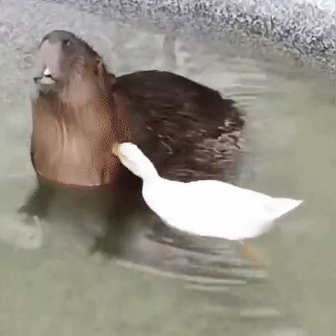 专线tiktok搭建的相关长尾关键词是那些