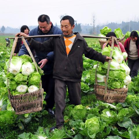 【河南今日菜价】2025年5月2日河南菜价是多少
