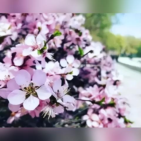 哈尔滨市哪里有花海景区