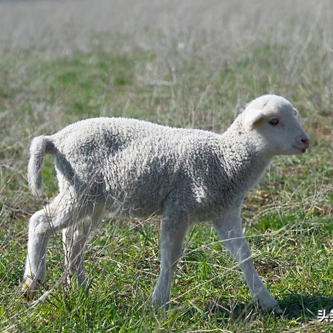 生肖羊虎年考试运势(生肖羊在虎年运势)