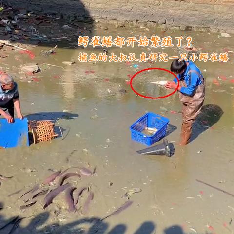 河南水库最大的鱼？