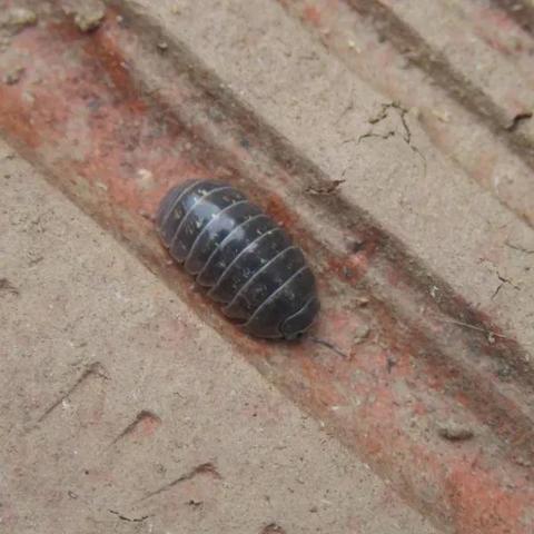 土元养殖技术大全的长尾关键词有哪些