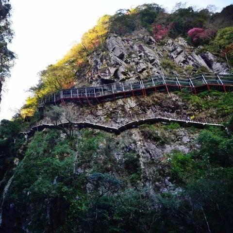 福州上空成群飞的是什么鸟？