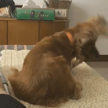 为什么广州新年开市要醒狮子？