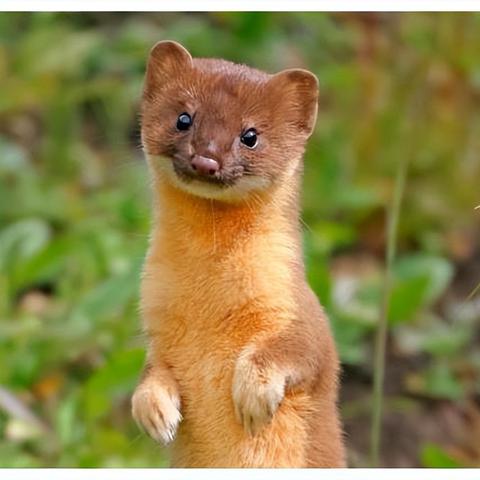 生肖鸡的风水运势(生肖鸡最忌讳的风水吉祥物)