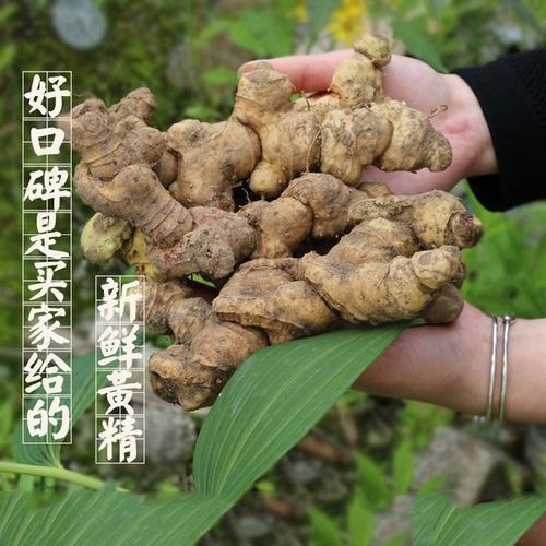 云南耘禾农业黄精种植指导创业，为农户护航
