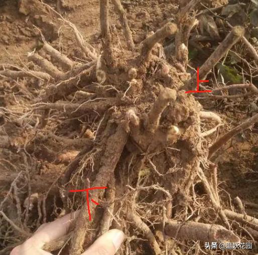 芍药怎么种植方法和注意事项,芍药北方如何过冬?