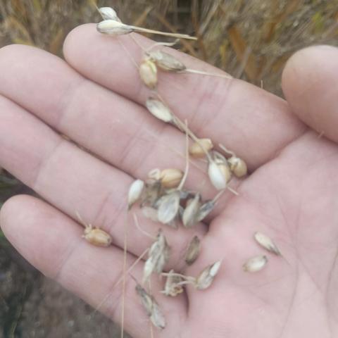 河南小麦产量排行榜？