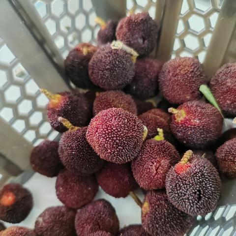 无锡市杨梅树苗的长尾关键词有什么