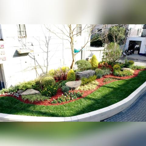 亮金女贞与金森女贞的区别？