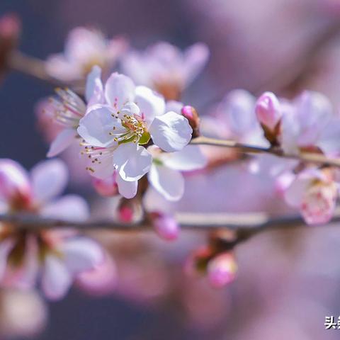沈阳市哪个公园有桃花