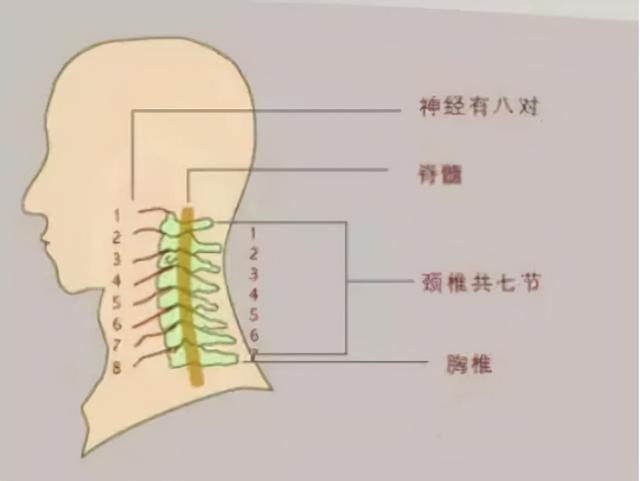 高血压是怎么引起的原因