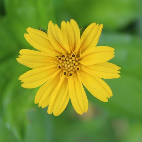 策马奔腾生肖运势(策马奔腾下一句怎么说)