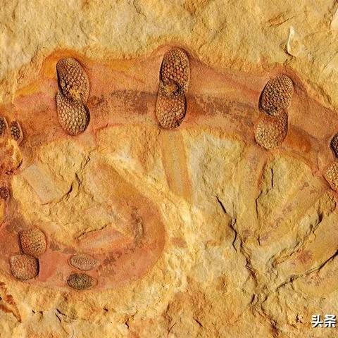 生物蜜语电影免费观看的长尾关键词有哪些