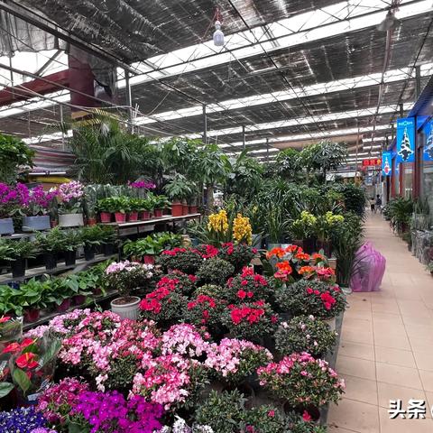 河南花卉生意怎么样