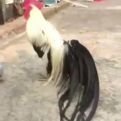 大方广网站的长尾关键词有什么