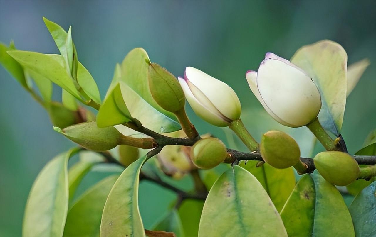 含笑花如何修剪才开花,适合在阳台养的花?"