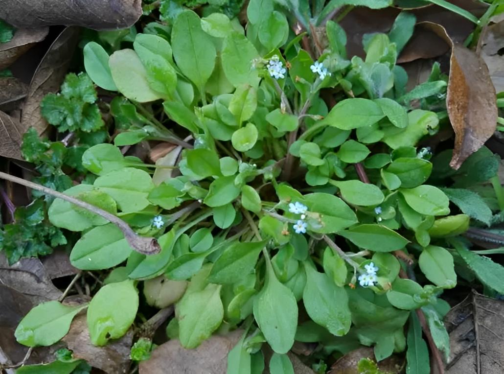 附地菜,你知道牙石是什么吗?