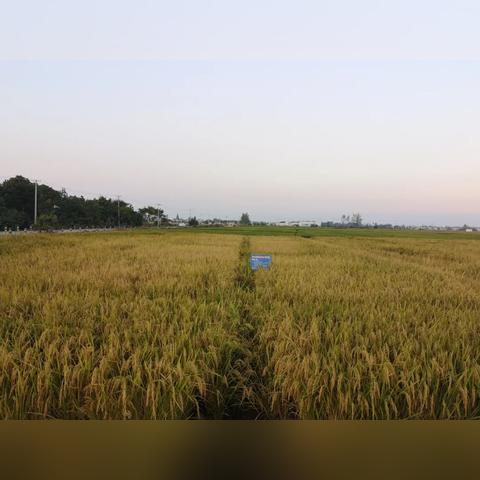 湖北十大复合肥厂相关长尾关键词有哪些