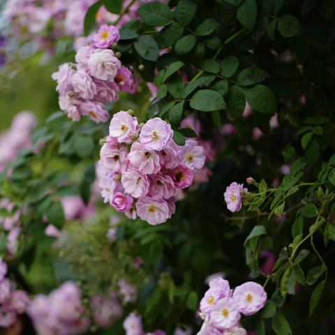 南宁蔷薇餐厅的相关长尾关键词有哪些