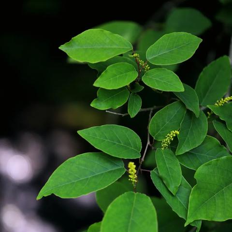 宁波龙观乡的相关长尾关键词有哪些