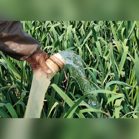 河南省哪个县有大蒜苗