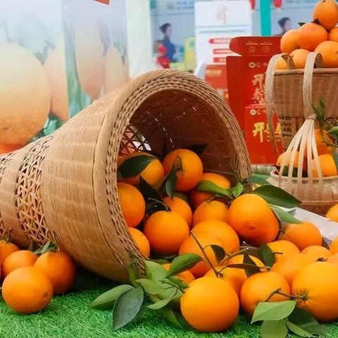 重庆重申怎么样