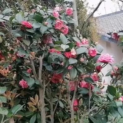 合肥三孝口最新相关长尾关键词有哪些