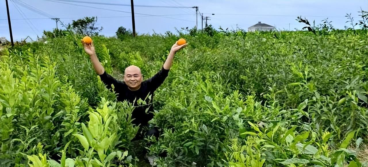 爱媛果冻橙怎么储存（爱媛38立春后多久发芽）