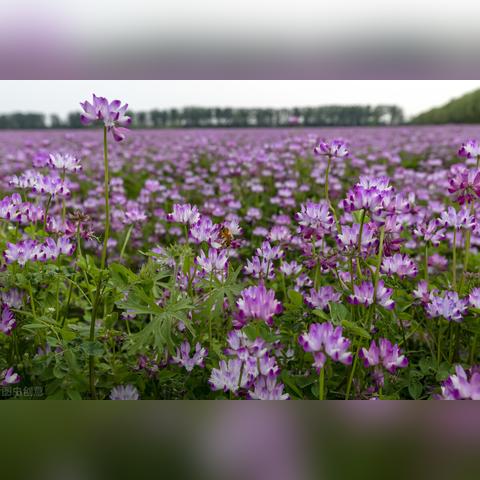 厦门送花公司的相关长尾关键词有哪些