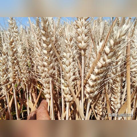 河南考生一模530分，预计高考能考多少分？