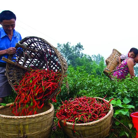 成都市买土特产在哪里