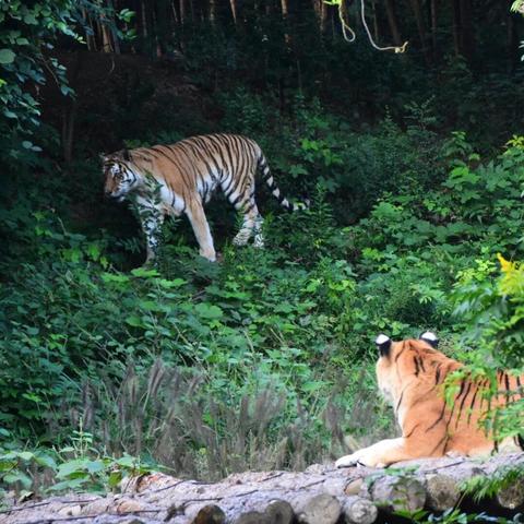 学生秋游去广州长隆动物园要怎么样配置食物和水?怎么游览？