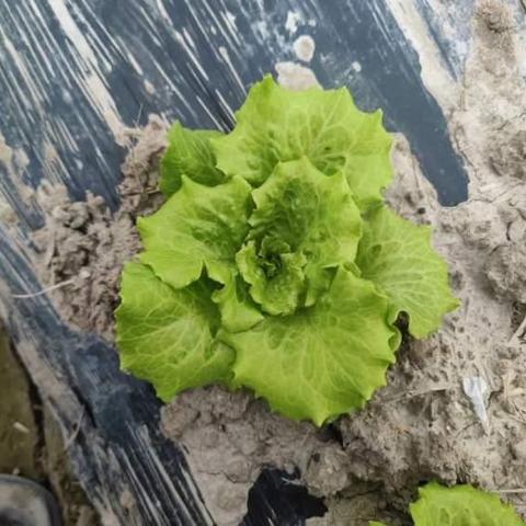 上海稻田景点有哪些