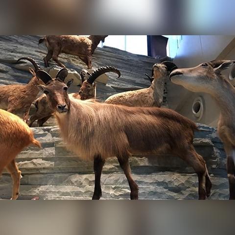 南宁塔尔羊的相关长尾关键词有哪些