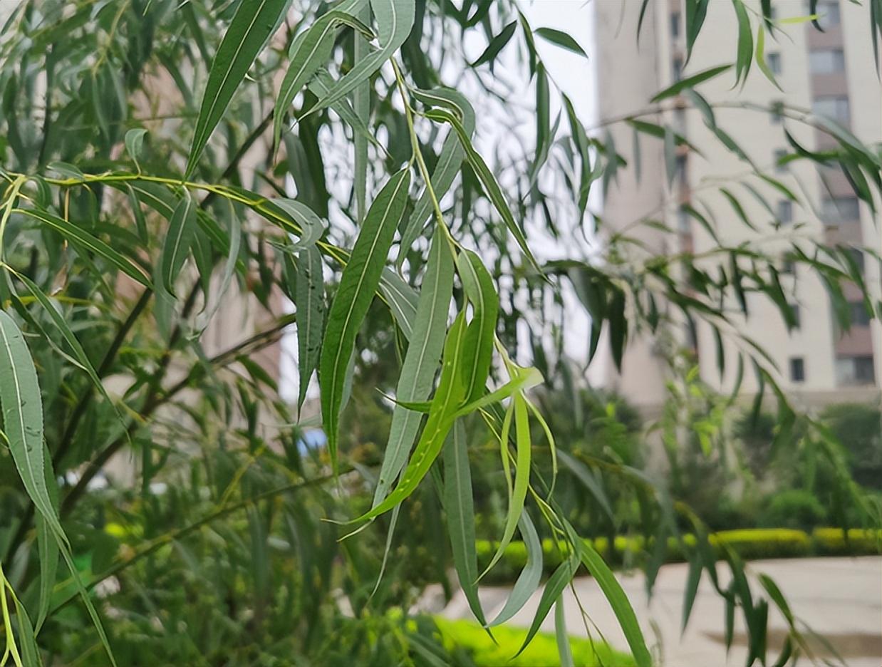 种子的传播方式大全,植物有哪些传播种子?