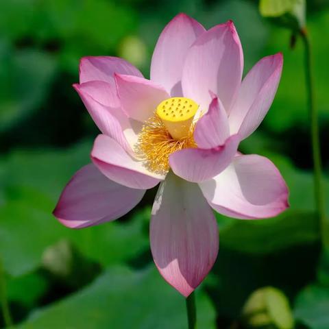 南宁市四季景色怎么样