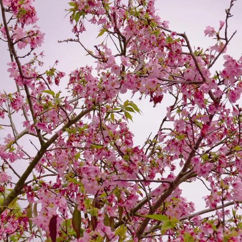 厦门海沧樱花谷的相关长尾关键词有哪些