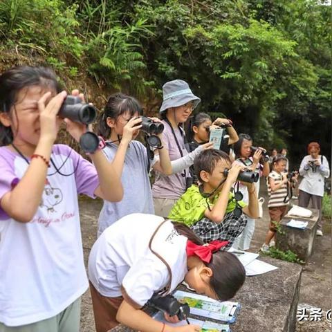 东莞市哪里有鸟卖