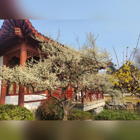 武汉市哪些地方松树多？