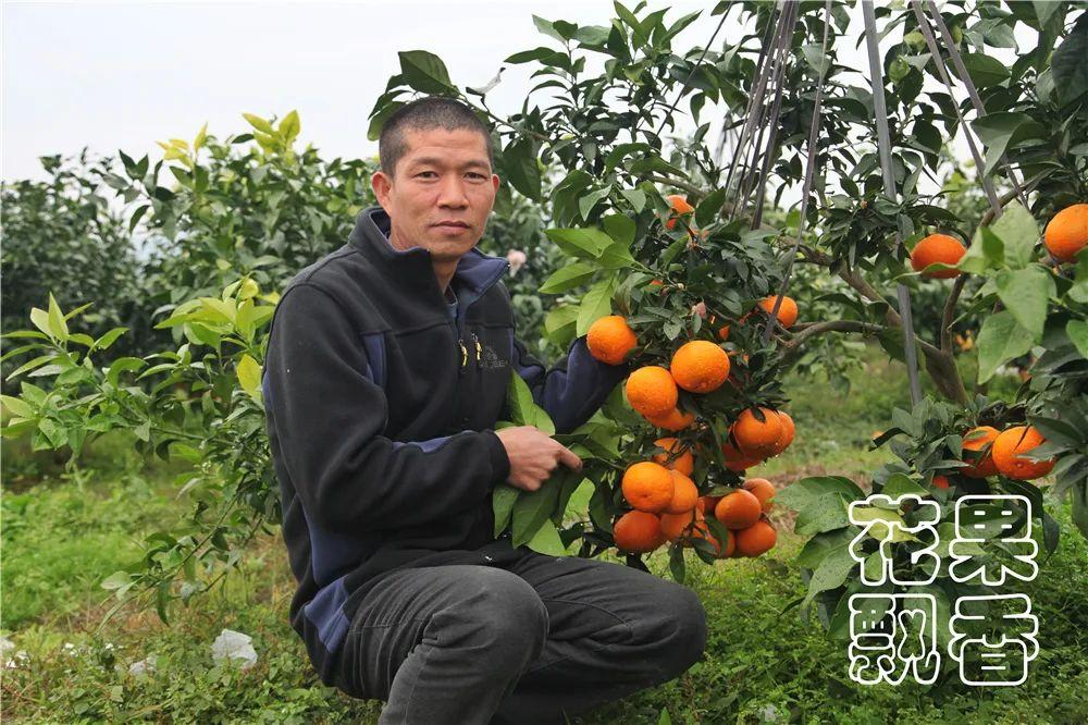 黃美人橘子_求超等搞笑的圖片