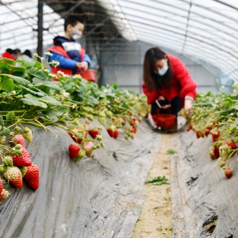 石家庄市栾城有什么好吃的