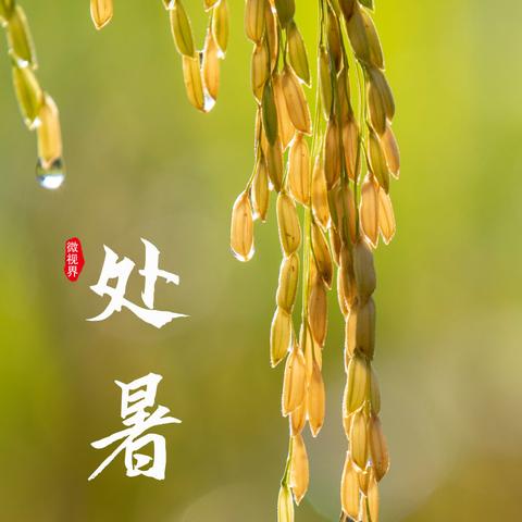 处暑之前是什么节气