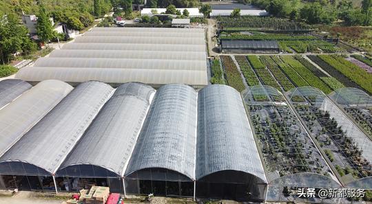 地铁5号线尽头→成都平原最大月季花基地
