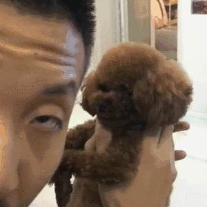 泰迪小色狗搞笑可爱萌萌哒gif