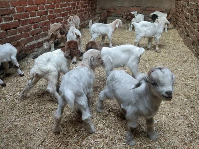 特效药什么时候出现 特效药什么时候出现