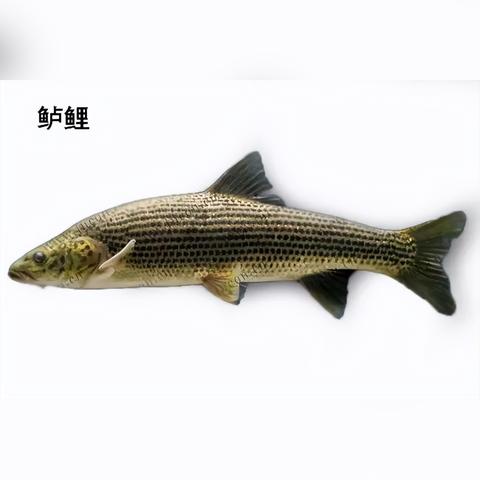 武汉长江里什么鱼最多？