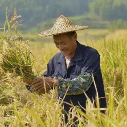 河南种什么粮食最好吃