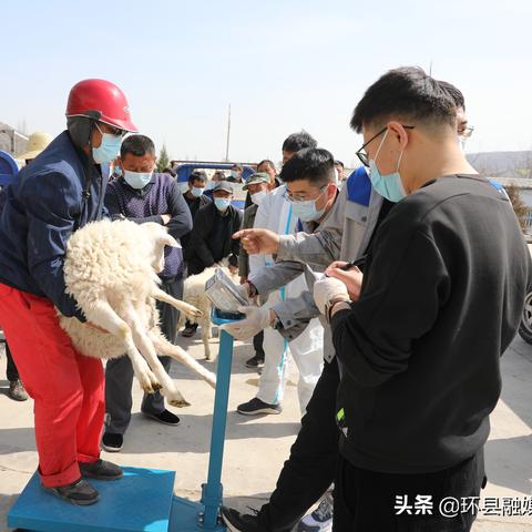 生肖养羊明年运势如何样(2021年养羊的运势及运程)